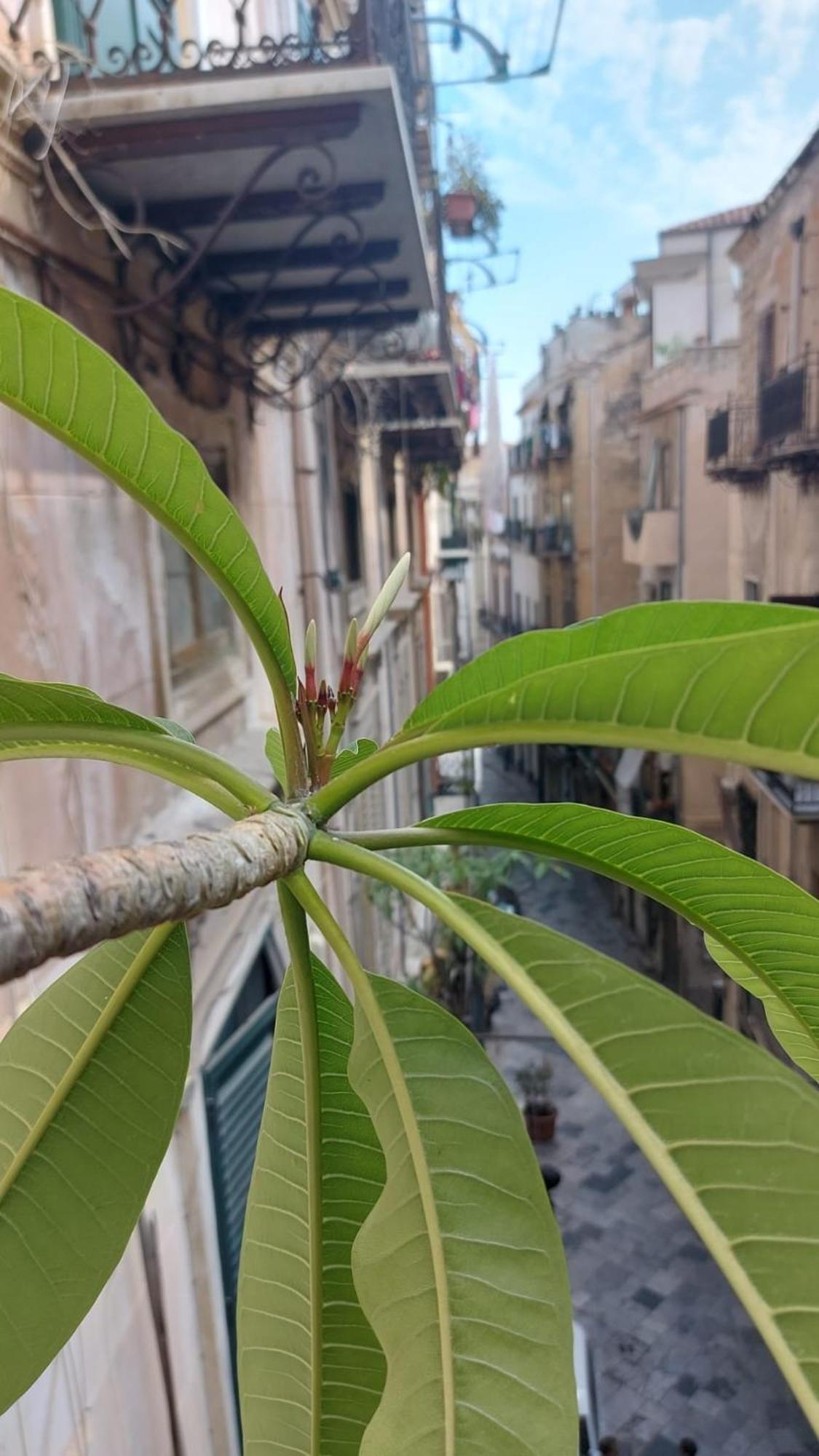 A Casa Di Elena Palermo Exterior foto